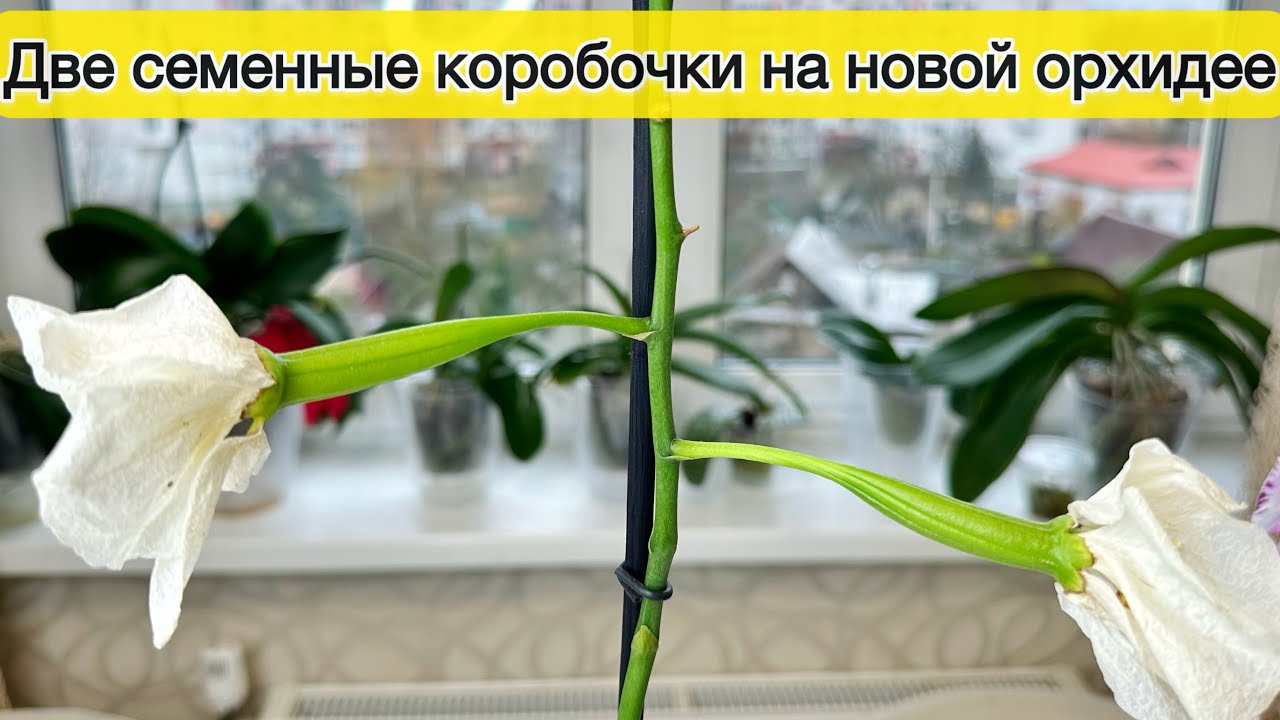 Две семенные коробочки на одной орхидее — это реально! Размножение орхидей