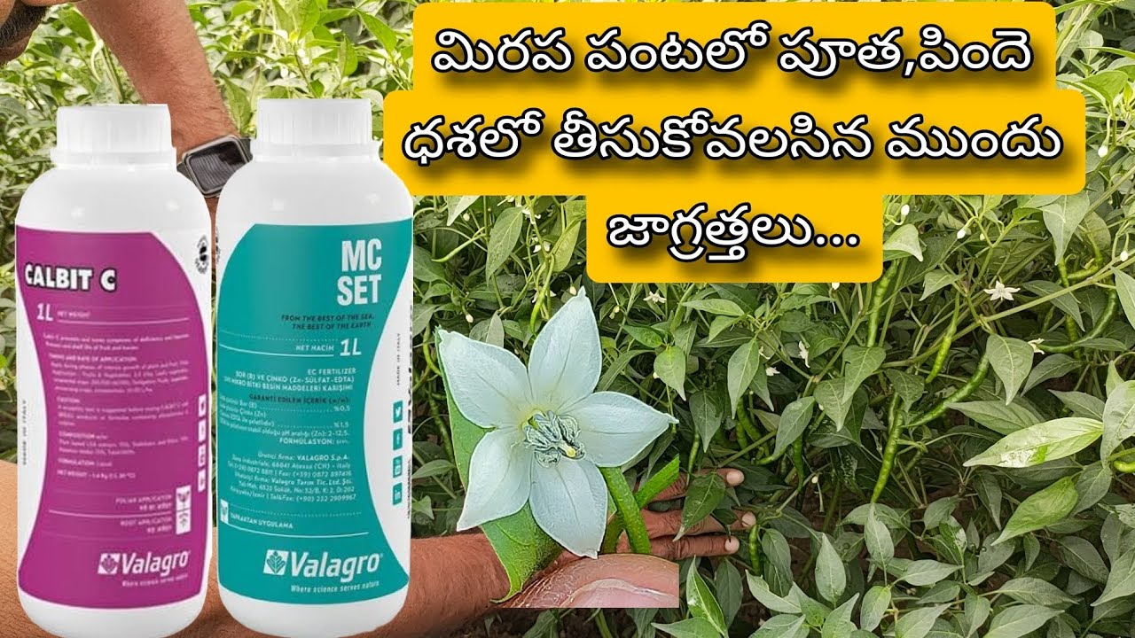 #How to control flower drop in chilli#మిరప పంటలో పూత దశలో తీసుకోవలసిన జాగ్రత్తలు#MC Set#calbit-c#kms
