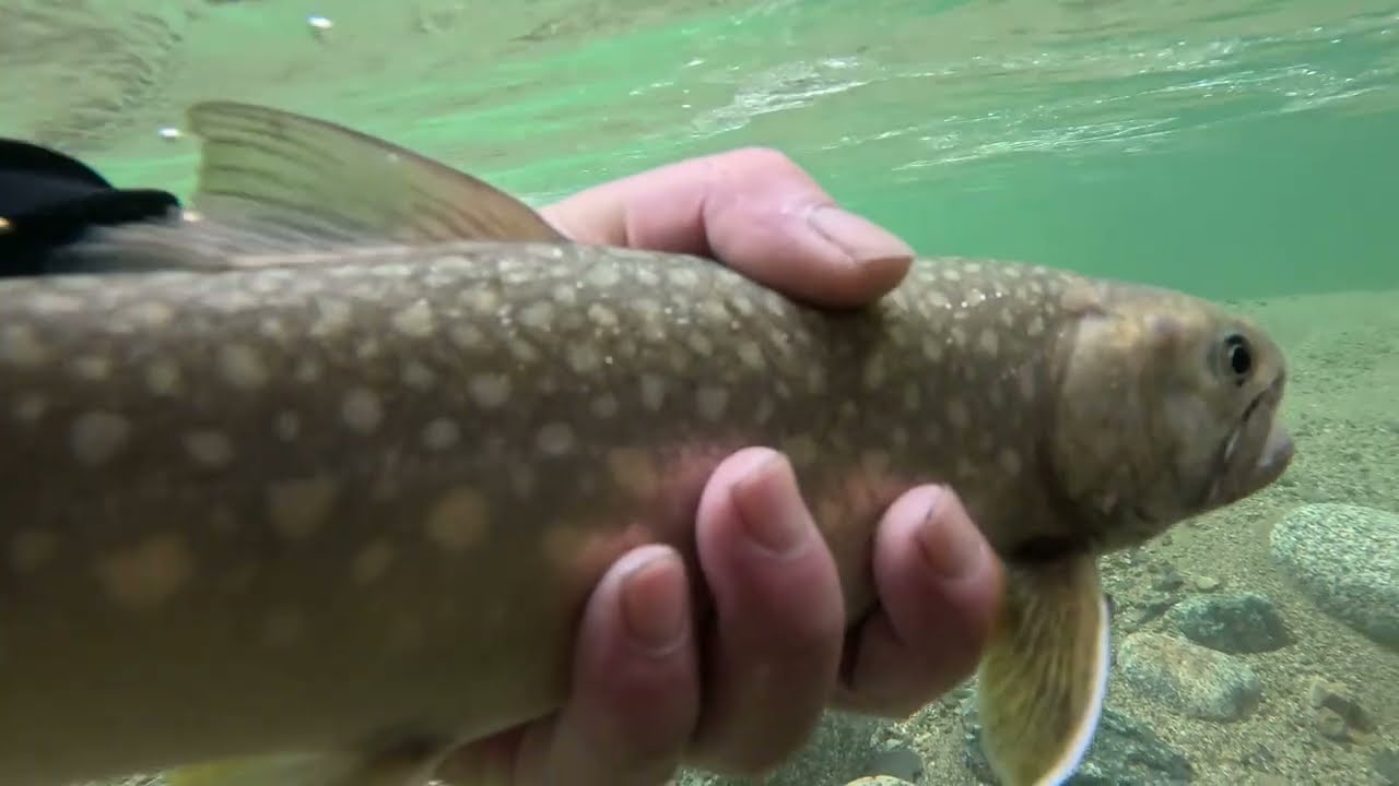 【会津渓流釣り】秘境に潜むオオイワナ２・今シーズン最大のイワナがついに‼（前編）