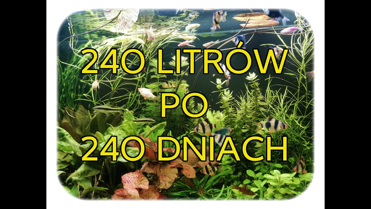 75. Akwarium 240l po 240 dniach od startu.