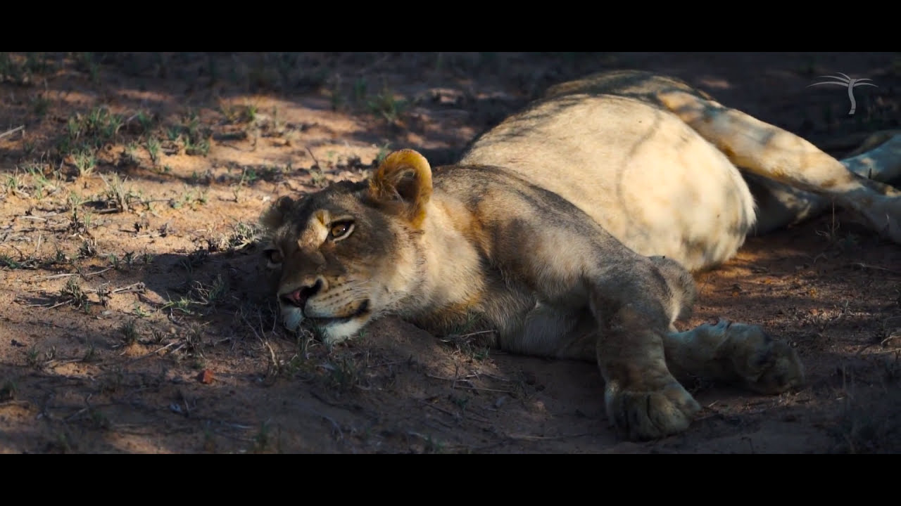 The Outpost - Kruger Park - South Africa