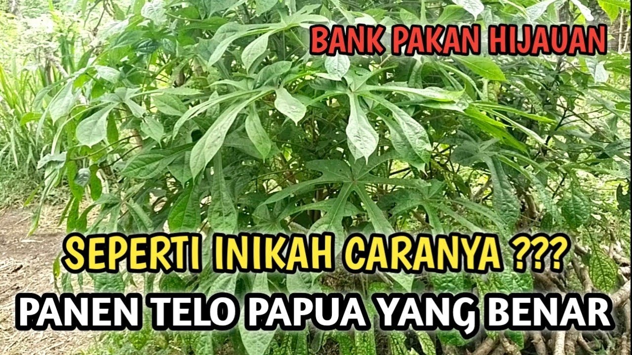 Cara panen telo papua yang benar untuk pakan kambing apa seperti ini ??