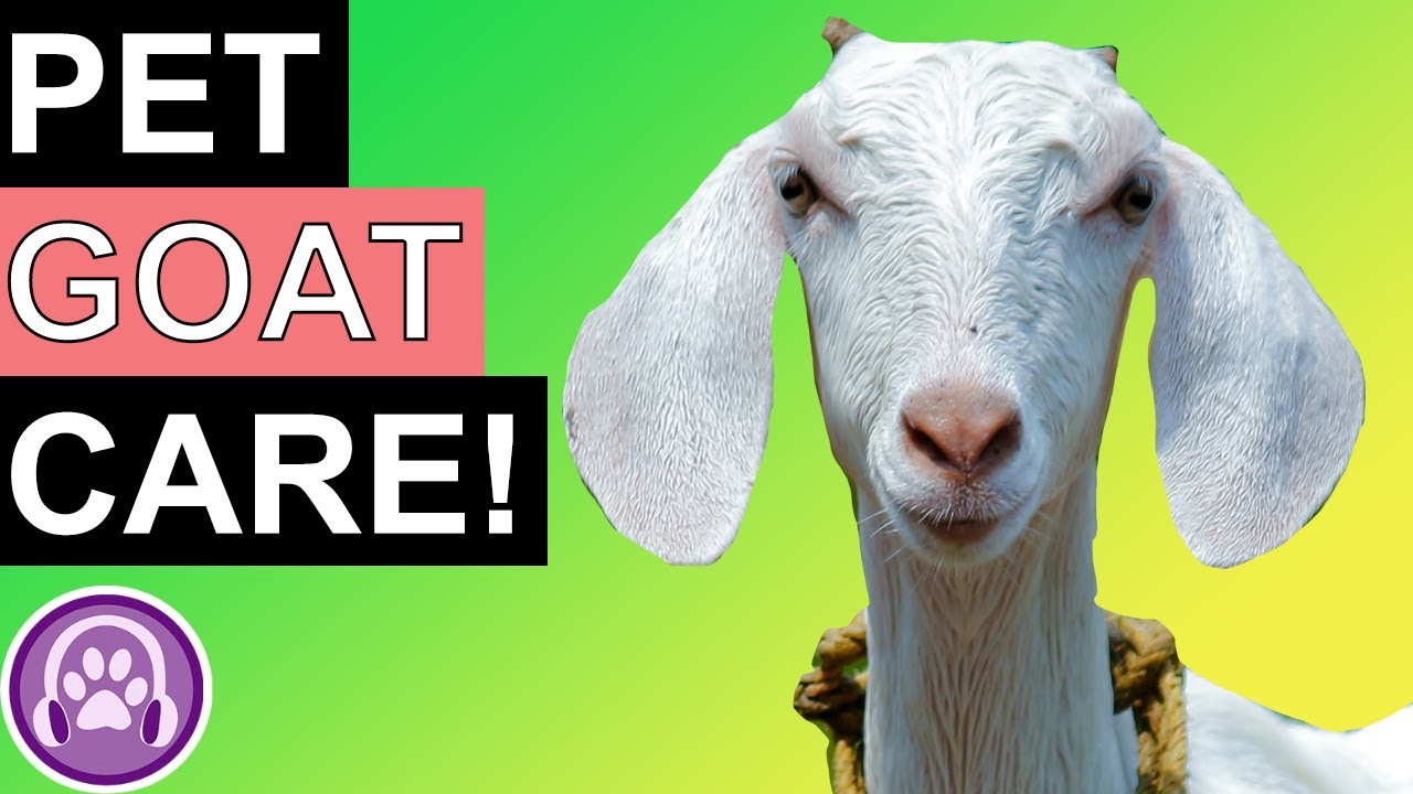 How to Look After a Pet Goat!
