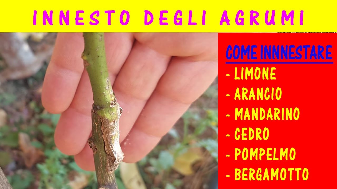Innesto a corona dell'arancio, mandarino, limone, cedro. Come e quando innestare gli agrumi