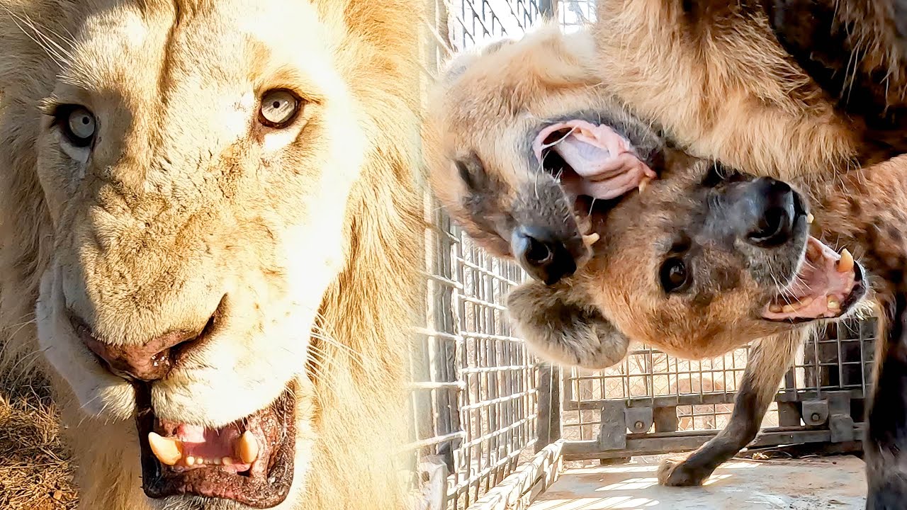 HYENA WALK Near Lions?! | The Lion Whisperer