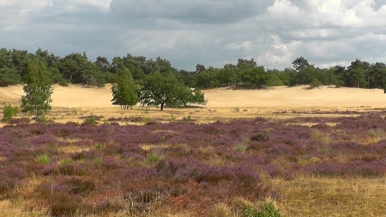 NETHERLANDS national park Loonse en Drunense duinen (hd-video)