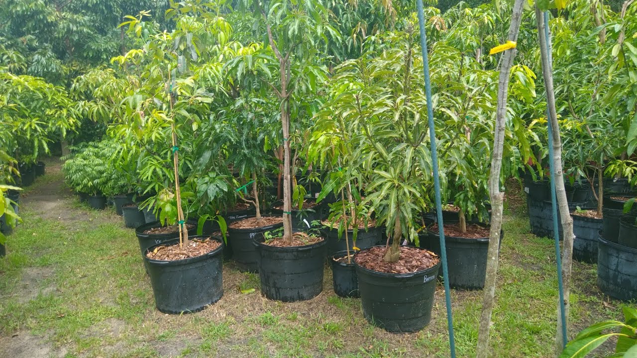 Growing Hundreds Of Mango Trees In Containers W/ @orlandogardener