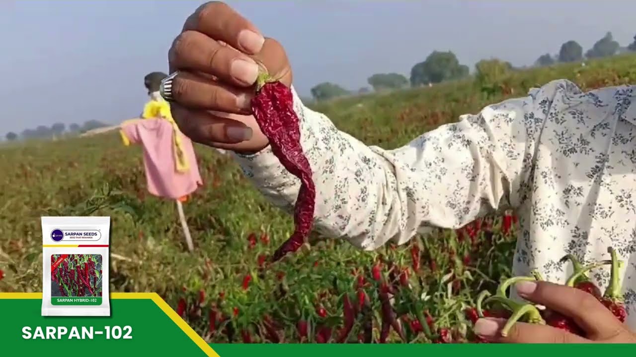 #Sarpan -102 #Byadgi #chilli | 45 రోజుల ముందుగా మిరప పంట కార్మిక వ్యయాన్ని తగ్గించడంలో సహాయపడుతుంది