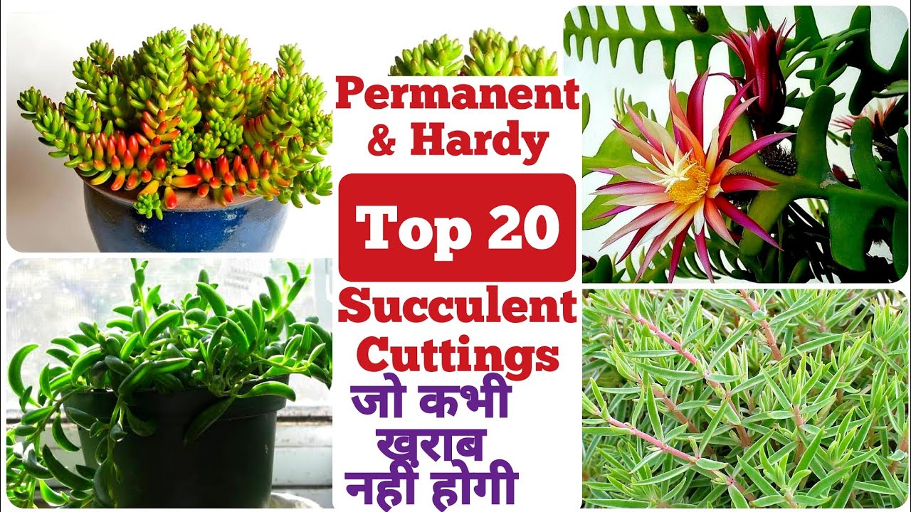 ये फ्री Succulent कटिंग सितंबर में जरूर लगाएं😍 / Permanent And Hardy Succulents /September Succulent