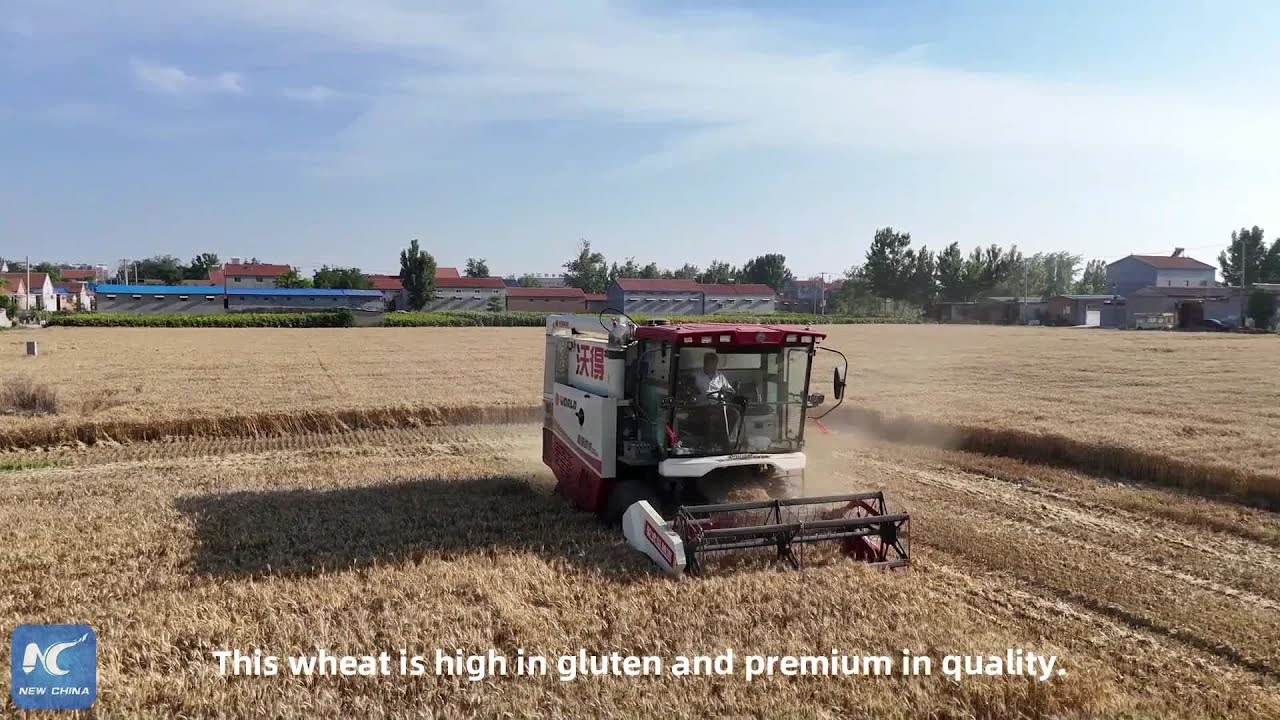 New Vistas on Harvest: How new wheat varieties transform local farming