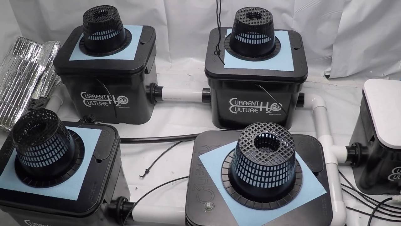 Current Culture H2O Marijuana Hydroponics Grow using the UnderCurrent System
