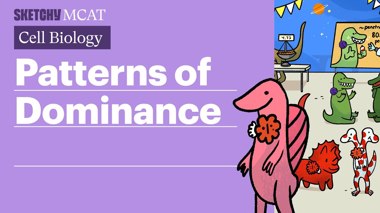 Patterns of Dominance: Phenotypes & Genetic Traits (Full Lesson)  | Sketchy MCAT