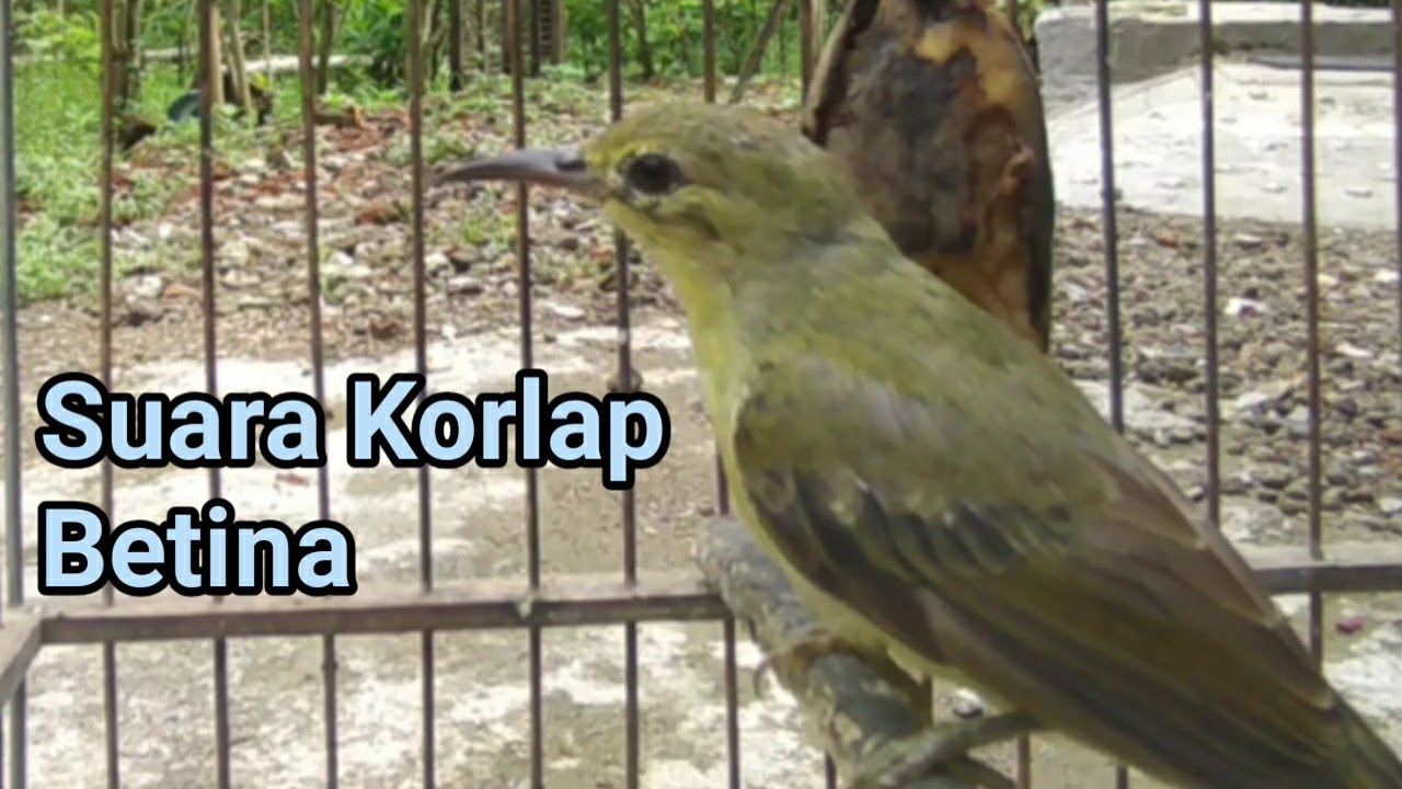 Suara Kolibri Kelapa Betina Memanggil Jantan