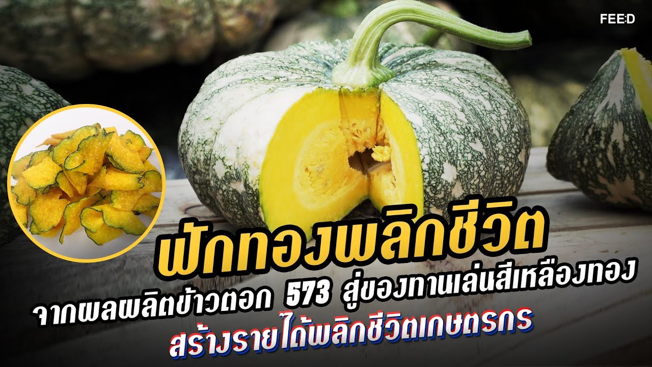 ฟักทองพลิกชีวิต : ข้าวตอก 573  ของแท้ อันดับ 1  ฟักทองลายข้าวตอก  เหนียว หวาน มัน ทานอร่อย : FEED