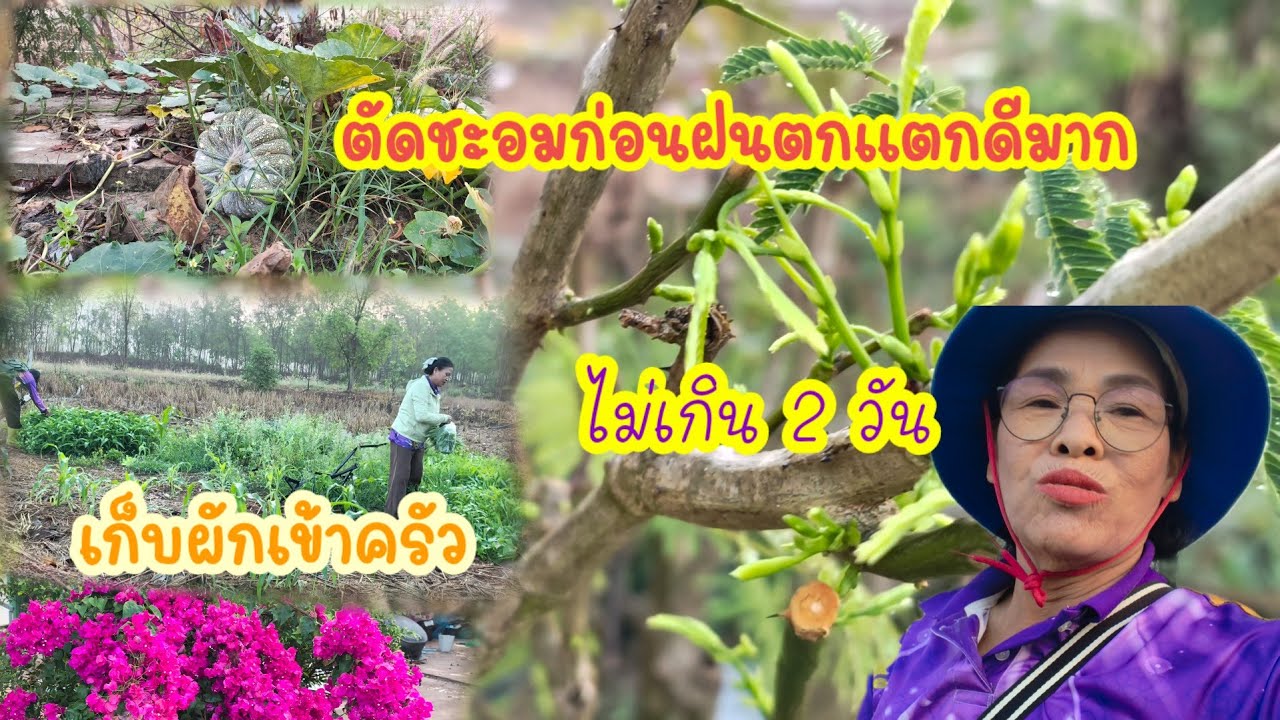 ปลูกฟักทองได้กินแต่ไม่ดก