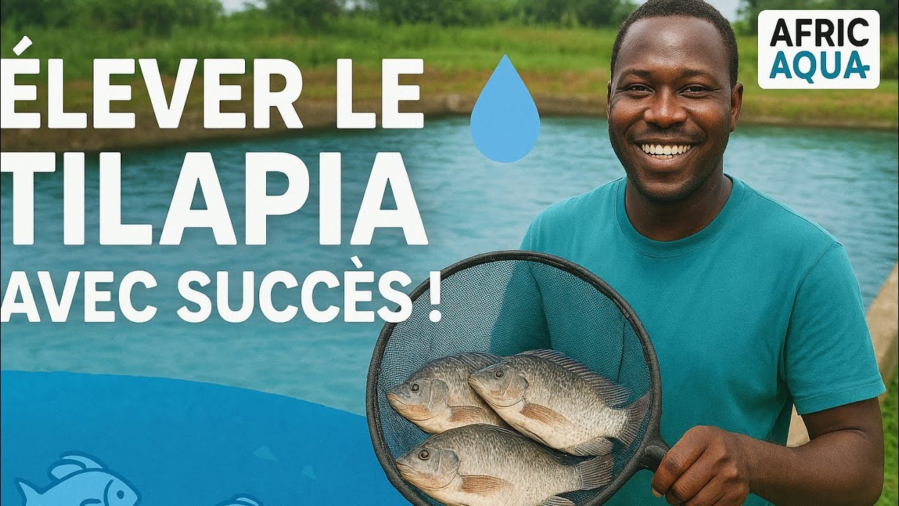 Elevage du tilapia : tout ce que tu dois savoir avant de te lancer !