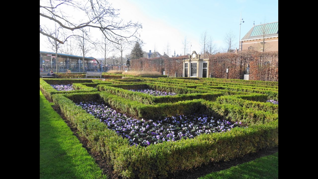 Viooltjes in de Rijksmuseumtuinen  Amsterdam