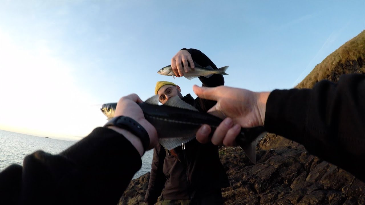 Crazy Shoal of Coalfish - Duntulm Castle - Lure fishing Isle of Skye