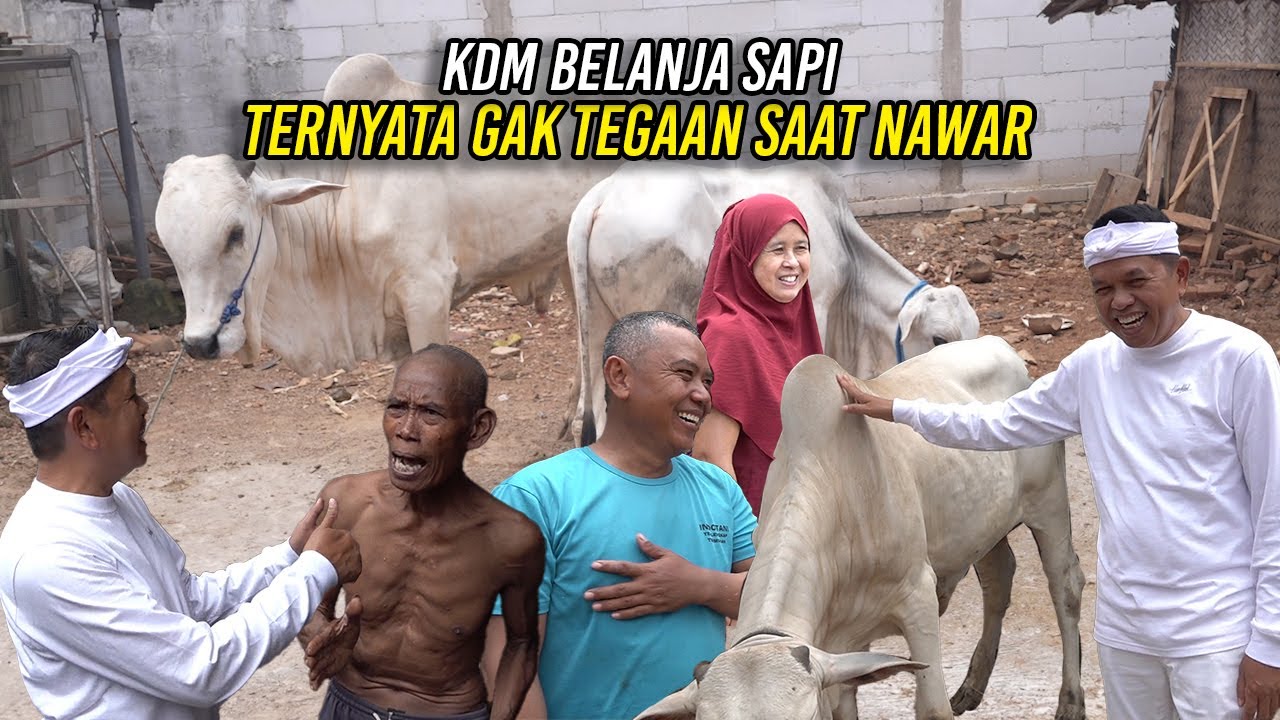 SAAT KDM BELANJA SAPI | TERNYATA NGGAK TEGA SAAT NAWAR