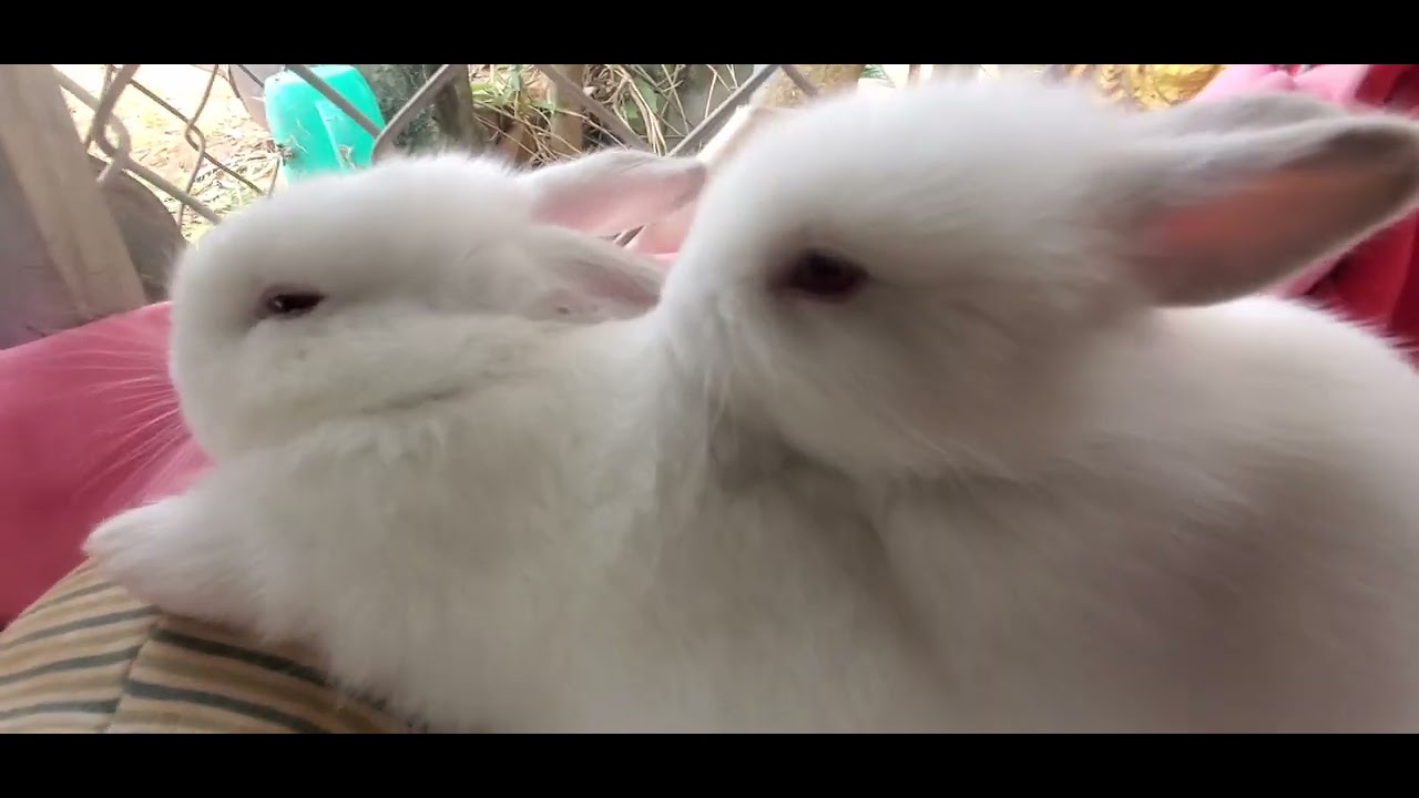 #baby rabbit 🐇 #fanny monkey 🐒 #cute baby Rabbit 🐇 #cute baby monkey #love baby monkey #monkey #zoo 