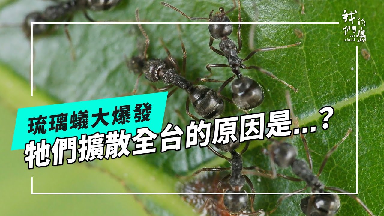 誘殺琉璃蟻｜解析疣胸琉璃蟻黑色大軍擴張的生存策略(公視我們的島 第1334集 2025-12-01)