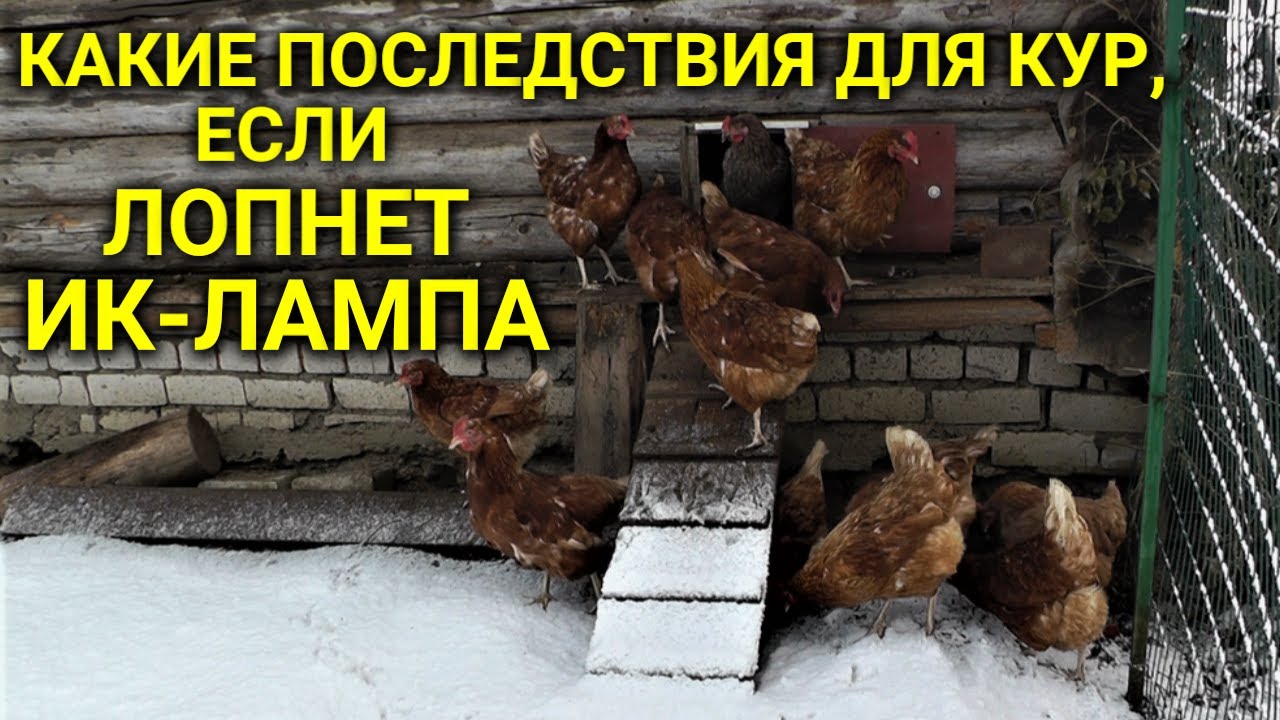 Обогрев курятника ИК лампой - что произойдёт, если лампа лопнет или перегорит?