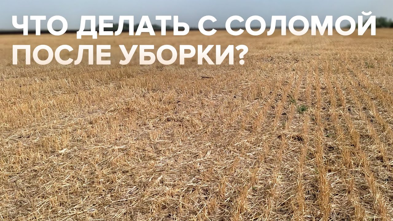 Что делать с соломой после уборки?