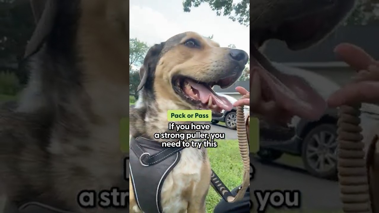 Is This the Strongest Dog Leash? | The Pack