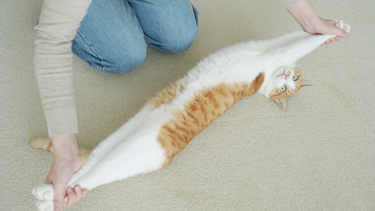 치즈처럼 쭉 늘어나는 신기한 고양이 토토