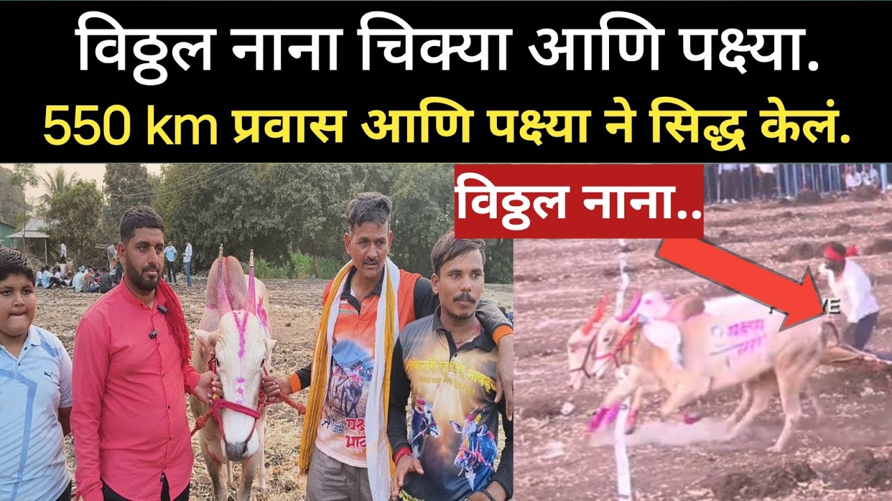 विठ्ठल नाना चिक्या आणि गिरनार करांचा पक्ष्या 550km येऊन सिद्ध केलं 