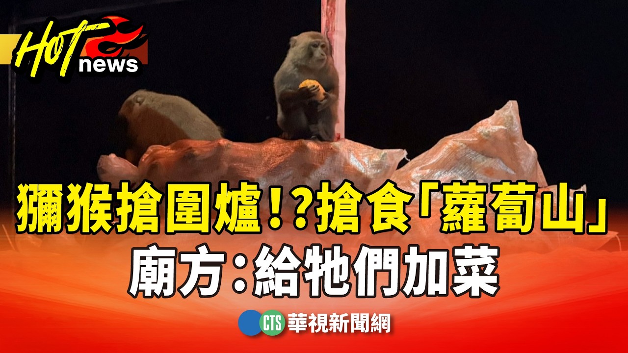 獼猴搶圍爐！？搶食「4千斤蘿蔔山」　廟方：給牠們加菜｜華視新聞 20260217 @CtsTw