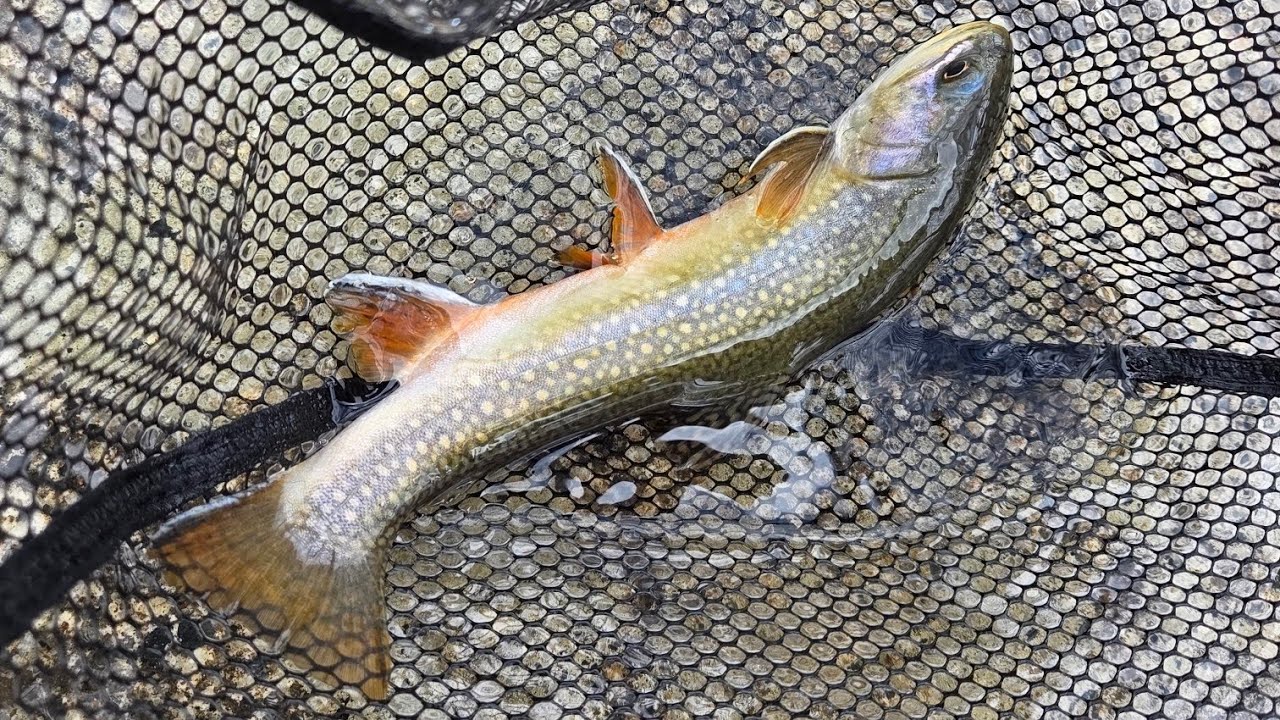 Val di Fumo a Mosca Secca Salmerini e Fario