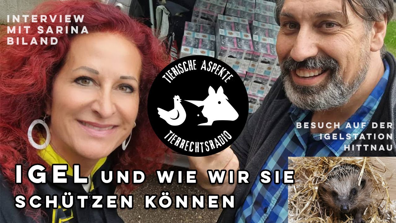 Igelstation Hittnau | Das Wichtigste über Igel