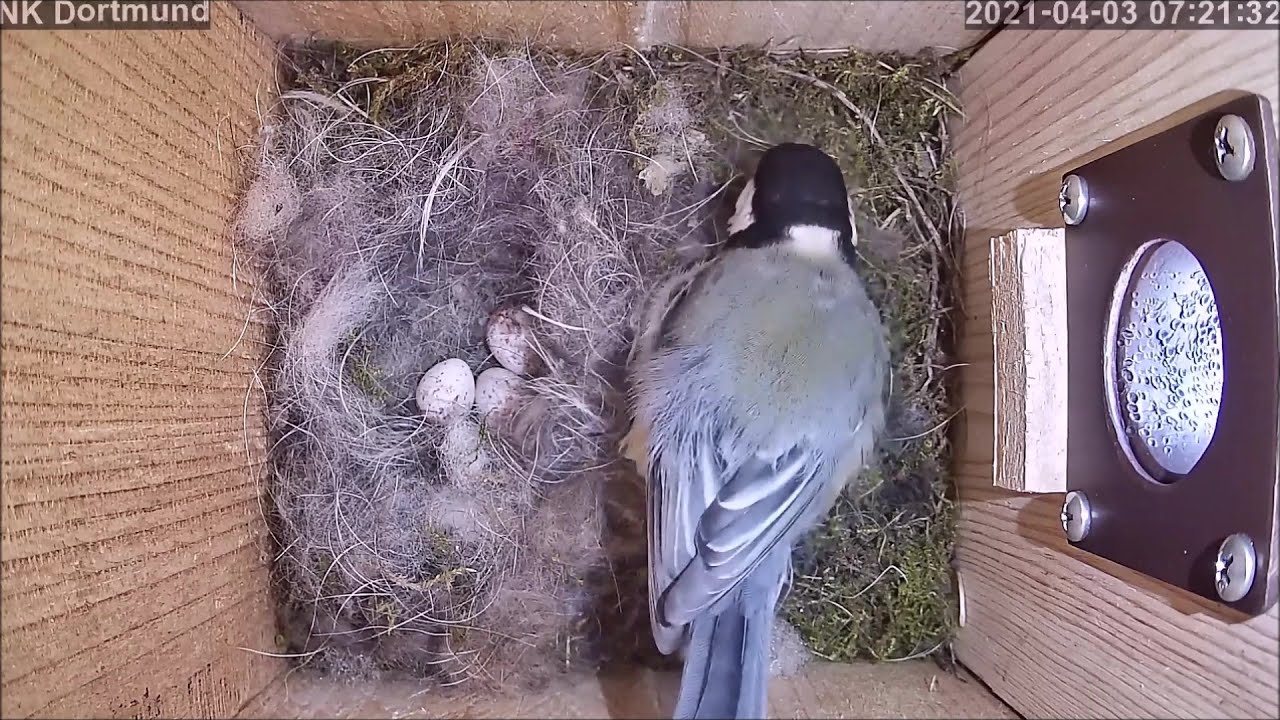 Die ersten 3 Eier liegen im Nest 03.04.2021