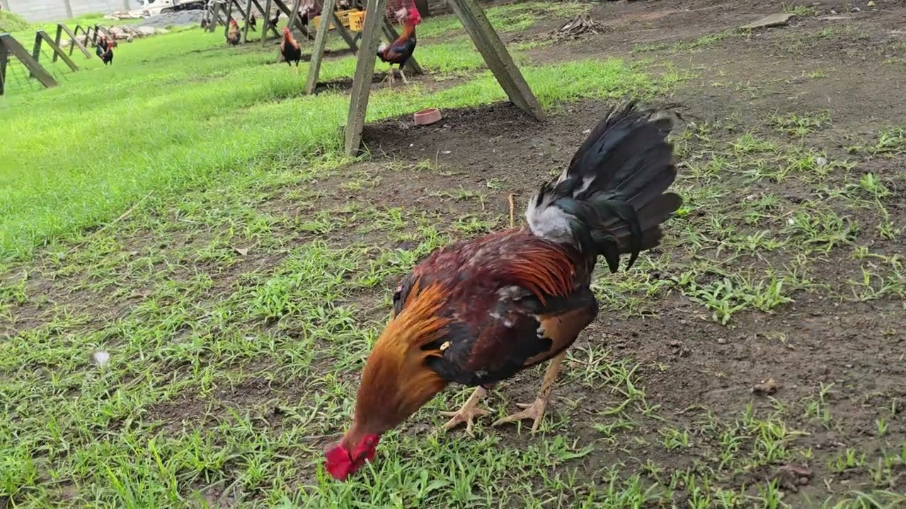 Dpa tapos ang salang 