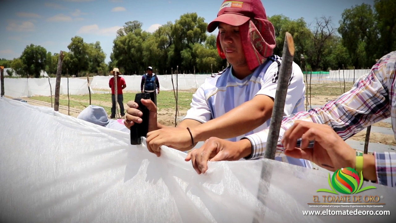 COSECHA DE TOMATE