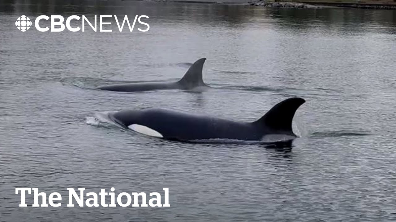 #TheMoment orcas surprised passengers on a Vancouver ferry