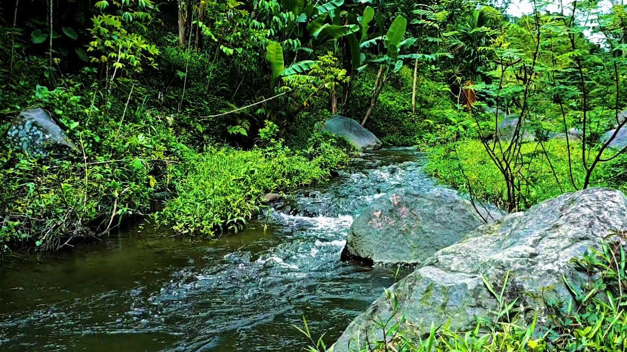 Soothing River Stream | Natural Stress Relief,Soft River Water Ambience for Insomnia Rel