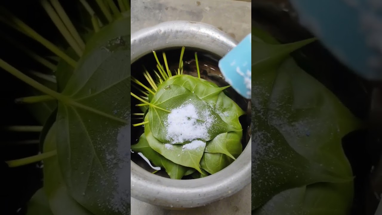 | tried skeleton leaf hack but it failed | #shorts #youtubeshorts #diy #leaf #hack #skeleton #trend