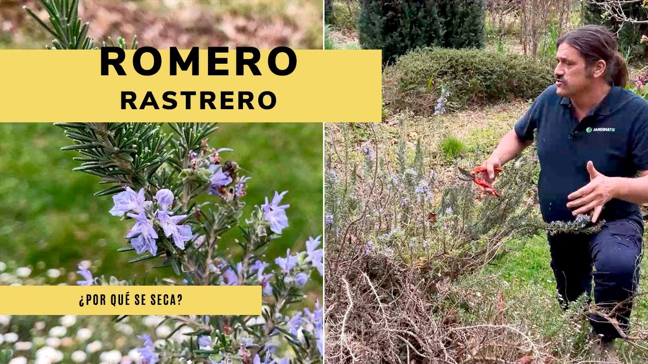 ¿Por qué se seca el ROMERO RASTRERO? 🌺 👨‍🌾 Jardinatis 🌱
