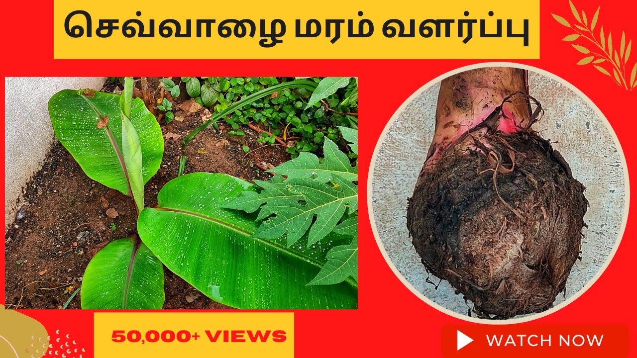 செவ்வாழைமரம் வளர்ப்பது எப்படி? How to grow Red Banana tree easily at home?
