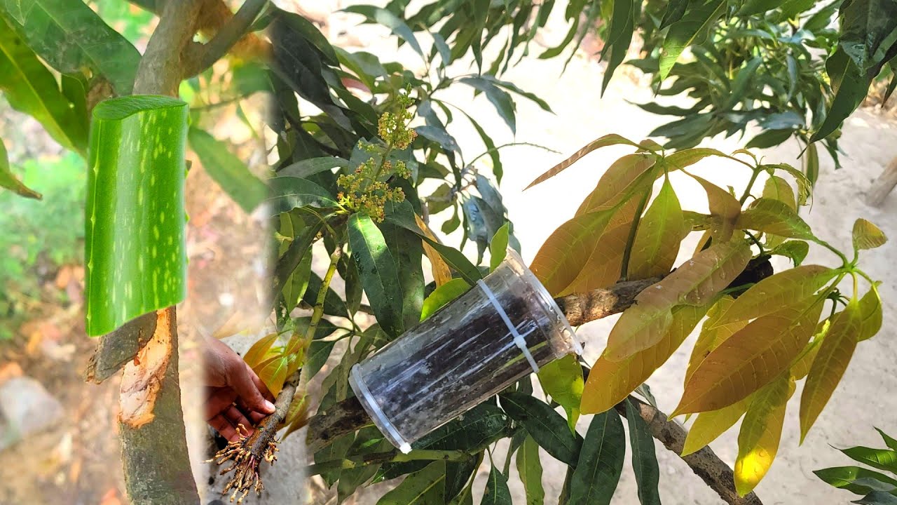The effect of Aloe Vera on mangoes is amazing / agri cambo
