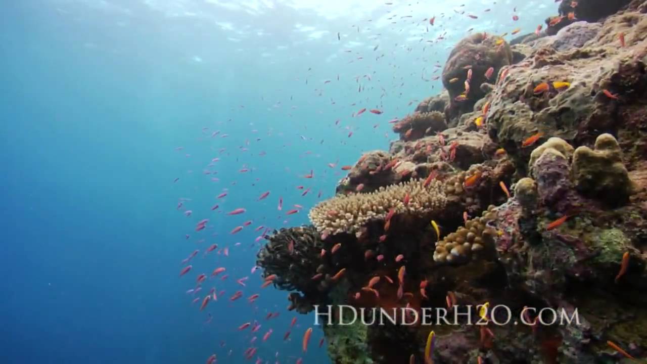 HDunderH2O 2010 Underwater Demo Reel