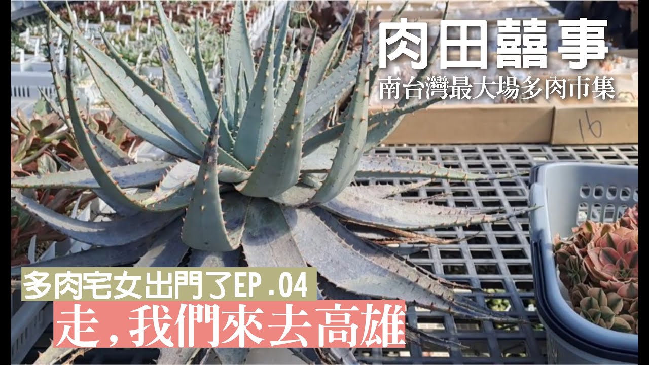多肉宅女出門了ep.04 肉田囍事，開箱南台灣最大場的多肉市集 #succlents #vlog #多肉植物 #life