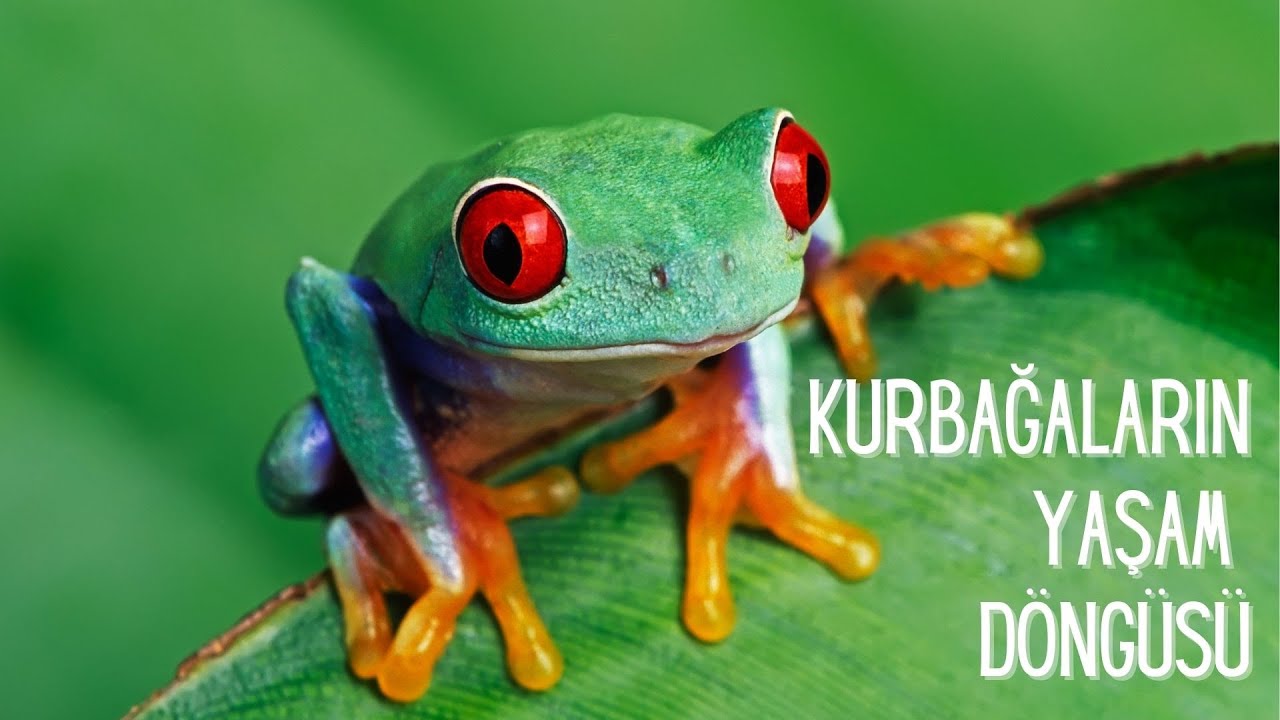 🐸 Kurbağaların Gizemli Yaşam Döngüsü!