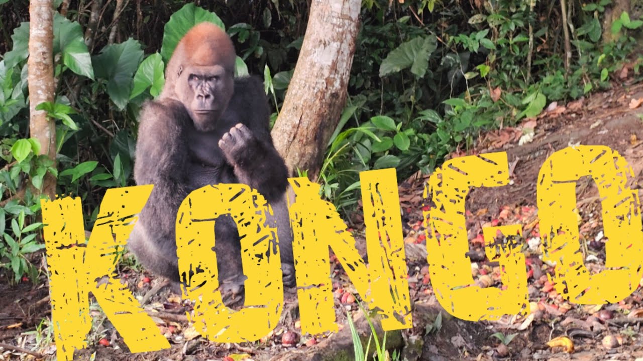 1.000 Kilometer über den Äquator im Dschungel durch den Kongo.