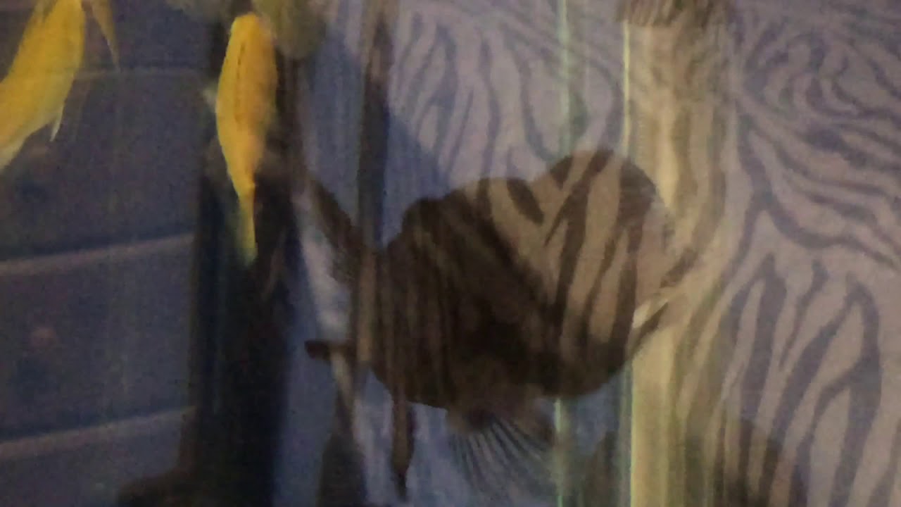 Fish of The Day | Electric Yellow Lab. Cichlid