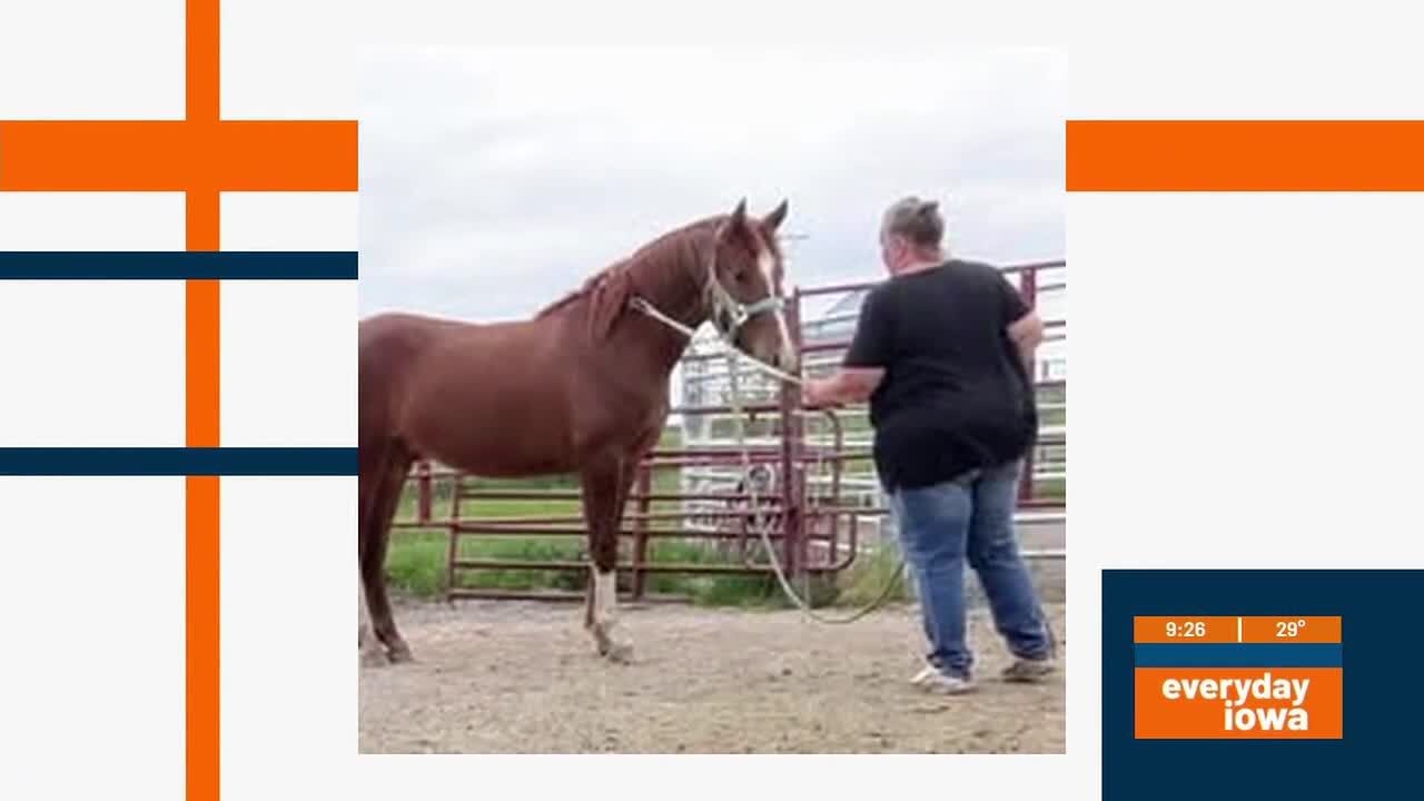 Everyday Iowa - Mendy's Mustangs