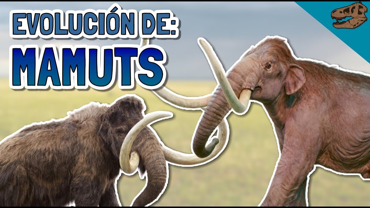 Evolución de: los MAMUTS
