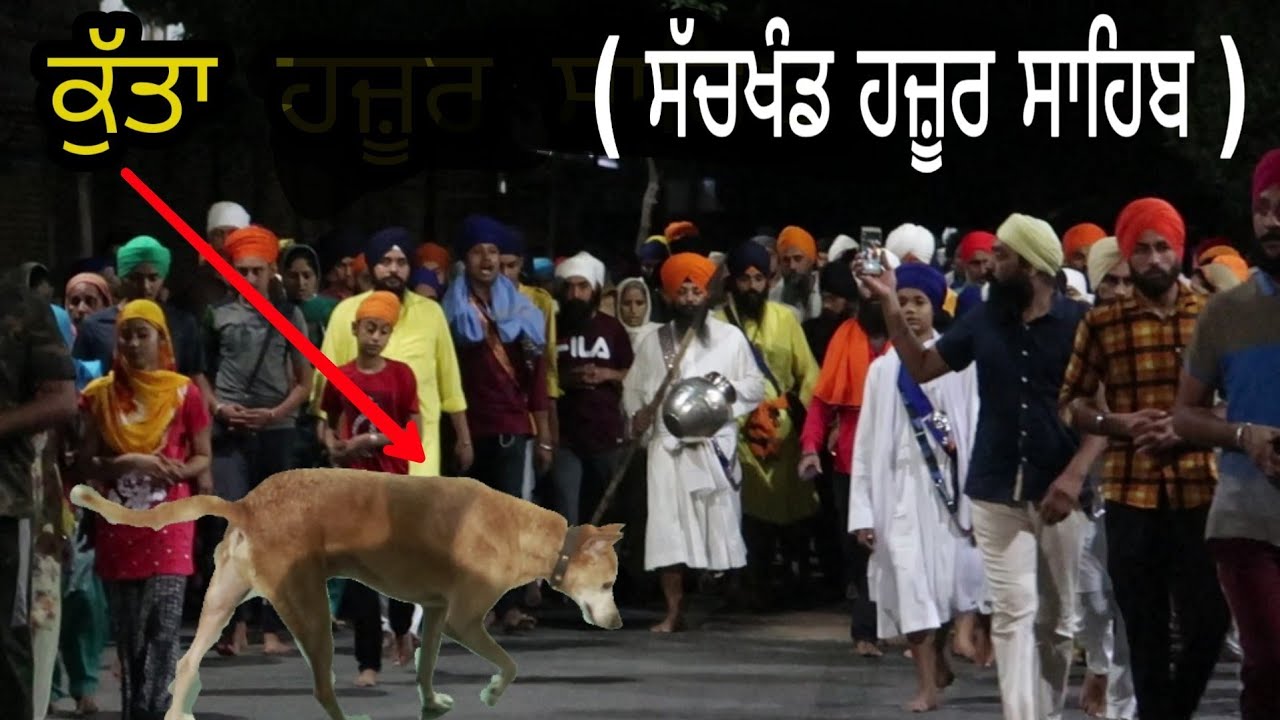 EK ਕੁੱਤਾ ਰਹਿੰਦਾ Blind Dog -  Hazoor Sahib (Nanded)ਗਾਗਰ ਕੁੰਡ ਤੋਂ ਸੱਚਖੰਡ ਹਜ਼ੂਰ ਸਾਹਿਬ ਤੱਕ